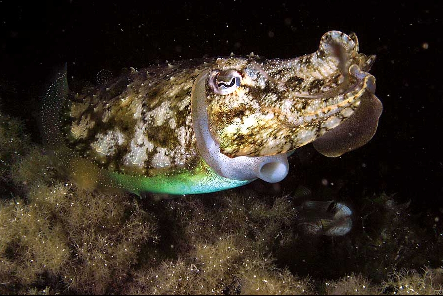 Sepia elegans (Seppia piccola)